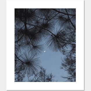 Bright moon shining through lush tree at night Posters and Art